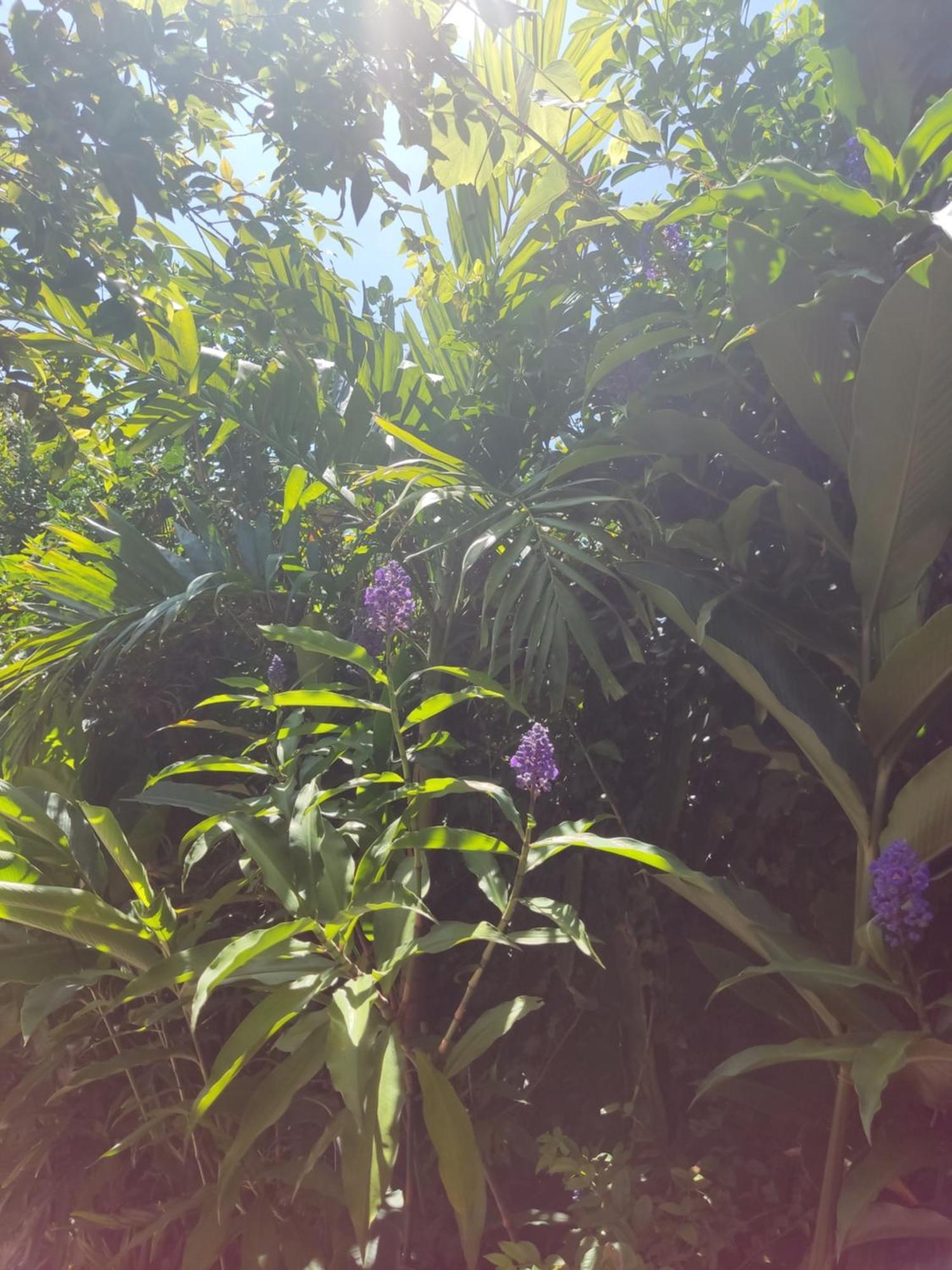Recanto Toca Das Plantas De Ilhabela I Стая снимка