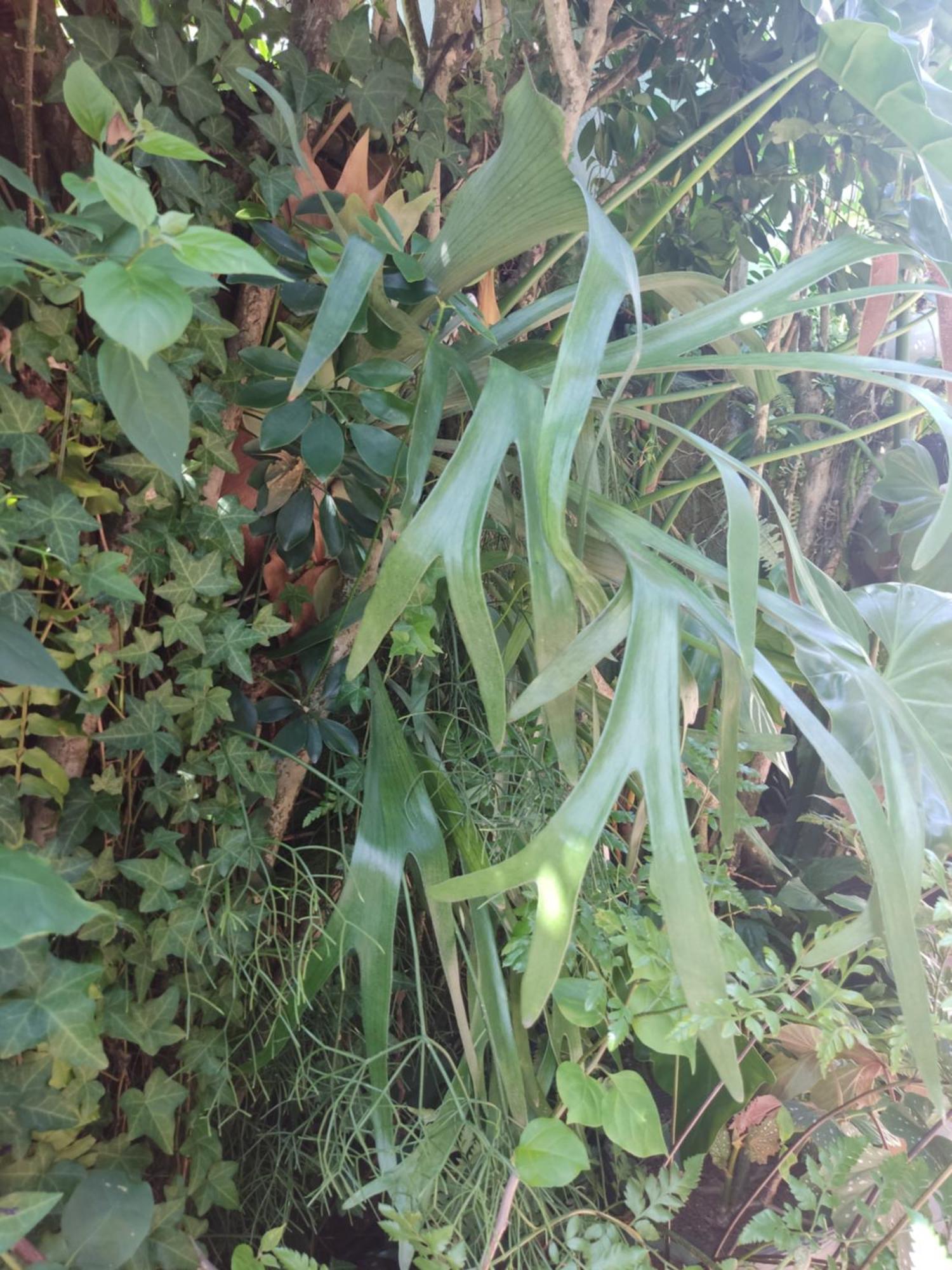 Recanto Toca Das Plantas De Ilhabela I Стая снимка