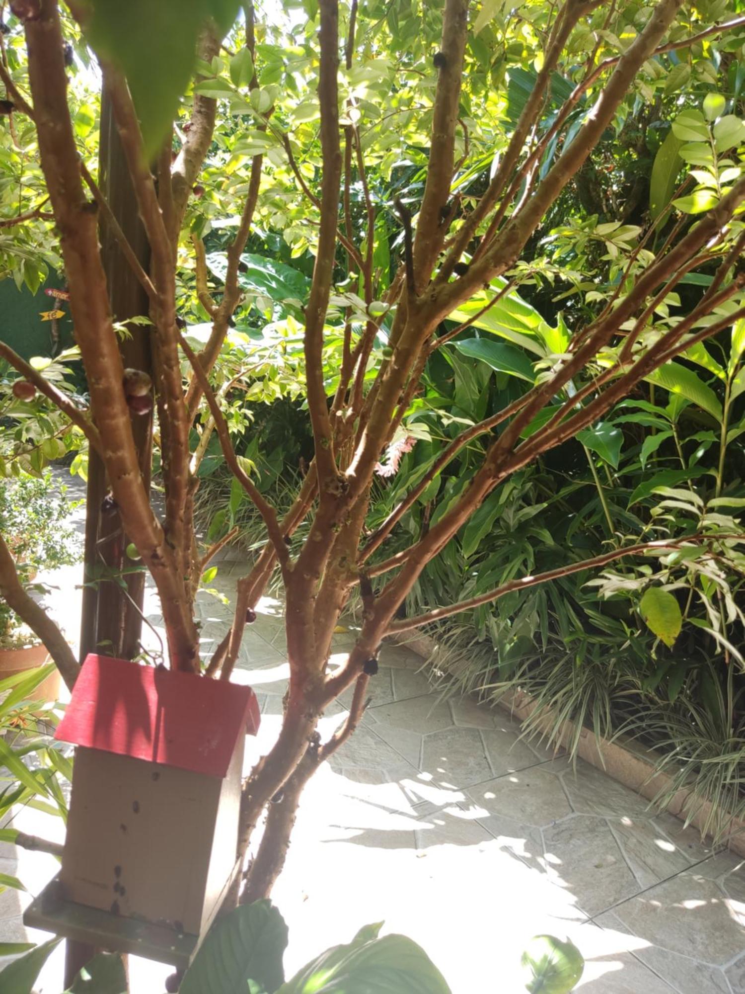Recanto Toca Das Plantas De Ilhabela I Стая снимка